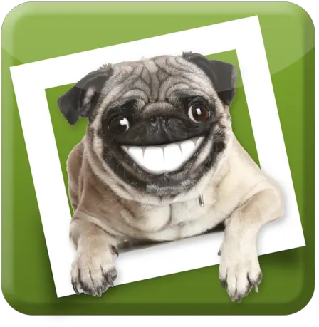  Fidofoto Twitter Pug Png Pug Icon