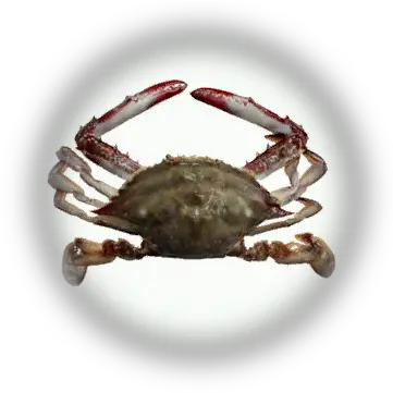  Bdo Crab Knowledge Database Peixe Siri Png Crab Icon