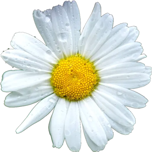  Daisy Flowers Icon Theme Marguerite Daisy Png Daisy Icon