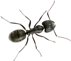  Ants Control Little Black Ant Png Ants Png