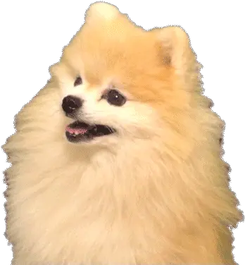  Gabe The Dog Bork Transparent Png Gabe The Dog Png Gabe The Dog Png