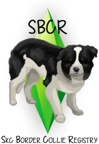  Border Collie Breeders Skc Bcregistry Dog Catches Something Png Border Collie Png