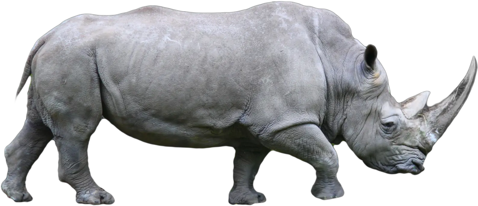  Side Profile Png Rhino Clipart Profile Rhino Png White Rhino Wallpaper Png Rhino Icon