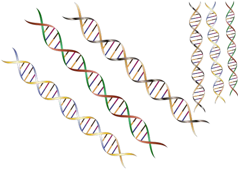  10 Free Strand U0026 Dna Vectors Dna Strand Border Png Dna Strand Icon