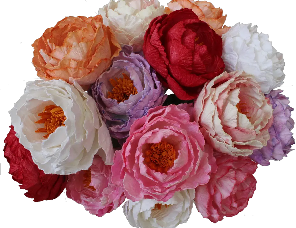  Perfect Peonies Rosa Centifolia Png Peonies Png