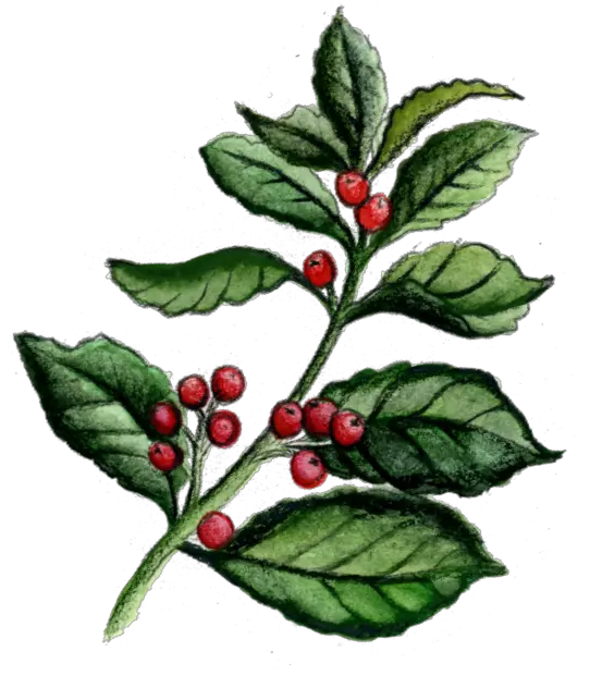  Contact U2013 Kove Hard Yerba Mate American Holly Png Holly Icon