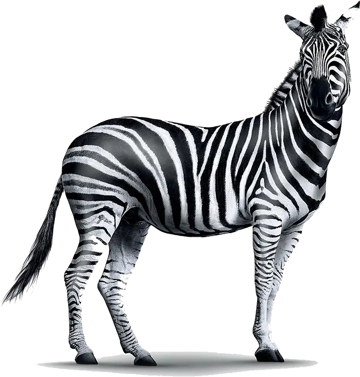  Zebra Png Images Transparent Background Play High Resolution Real Zebra Png Zebra Logo Png