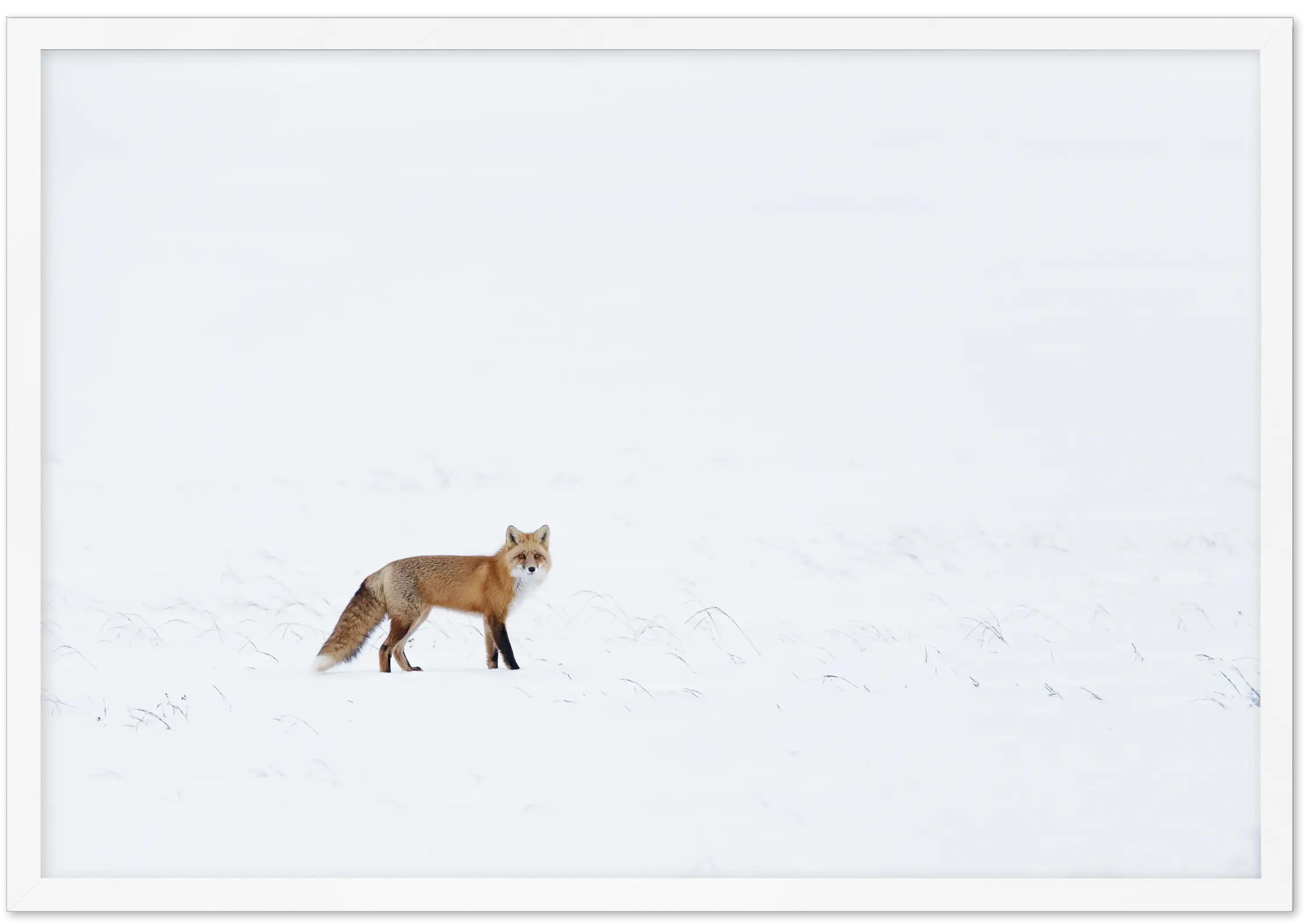  Arctic Fox Ls Art Print Or Poster Made In Australia Red Fox Png Arctic Fox Png