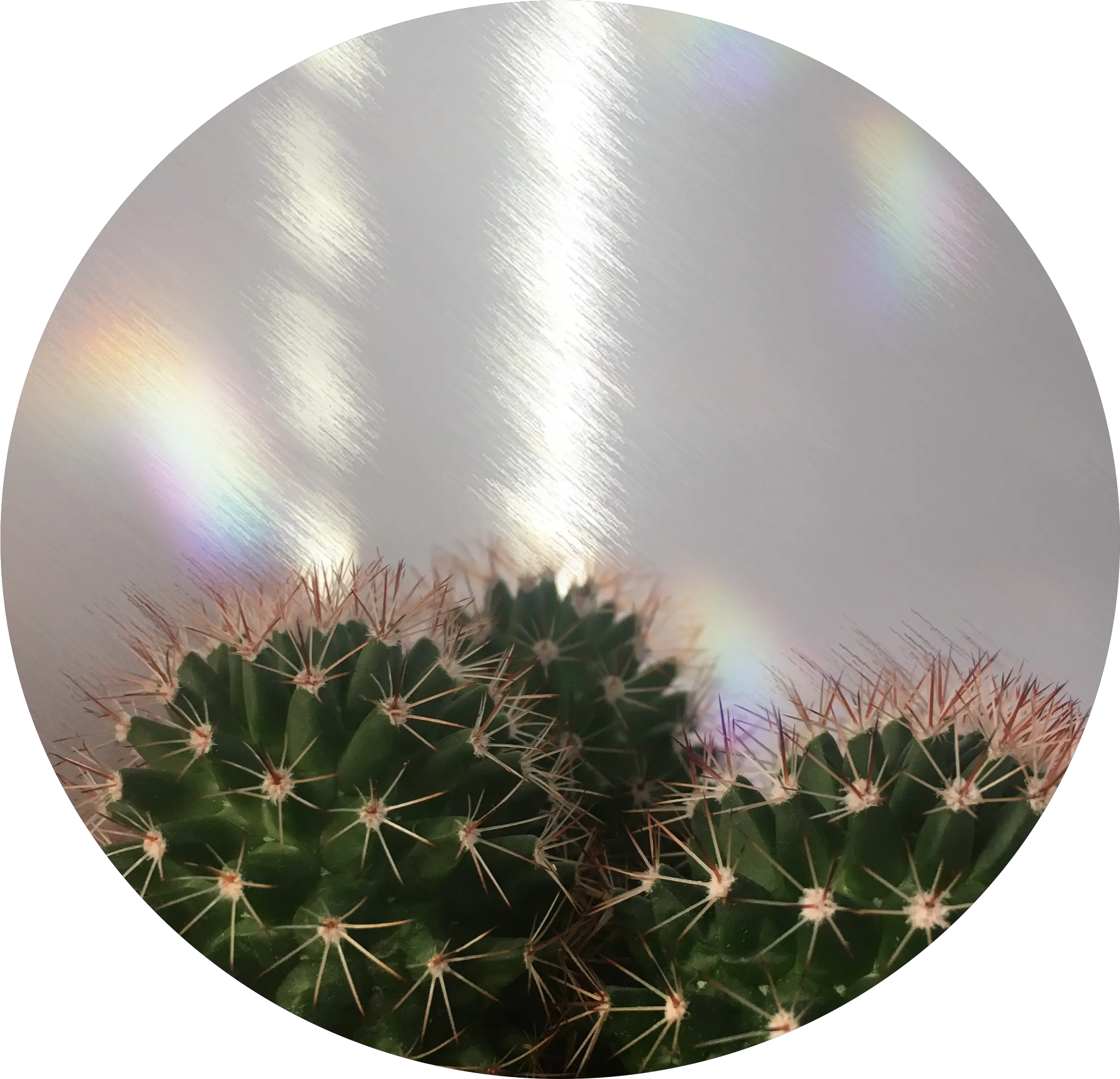  Download Hd Circle Background Cactus Rainbow Tumblr Png Cactus Aesthetic Cactus Transparent Background