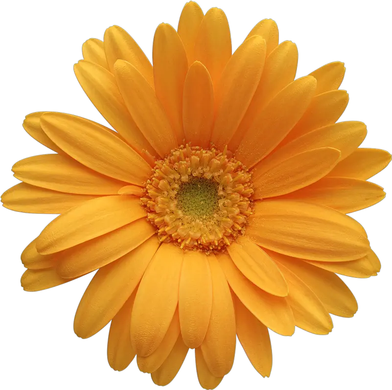  Daisy Flower Image Freeuse Stock Png Gerbera Daisy Flowers Png Daisy Png