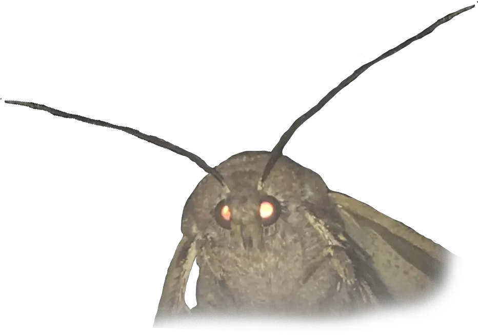  Animalmoth Moth Meme No Background Png Moth Transparent Background