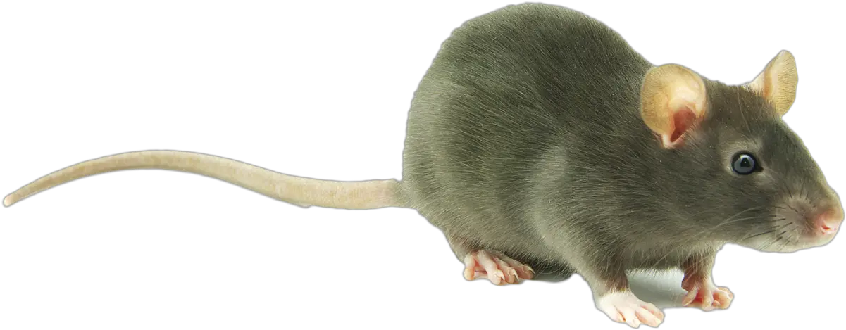  Download Cute Rat Transparent Png Image Rat Png Transparent Background Rat Transparent Background