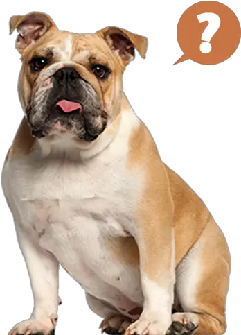  Bulldog Addict Bulldog Ingles 10 Meses Png British Icon Bulldogs