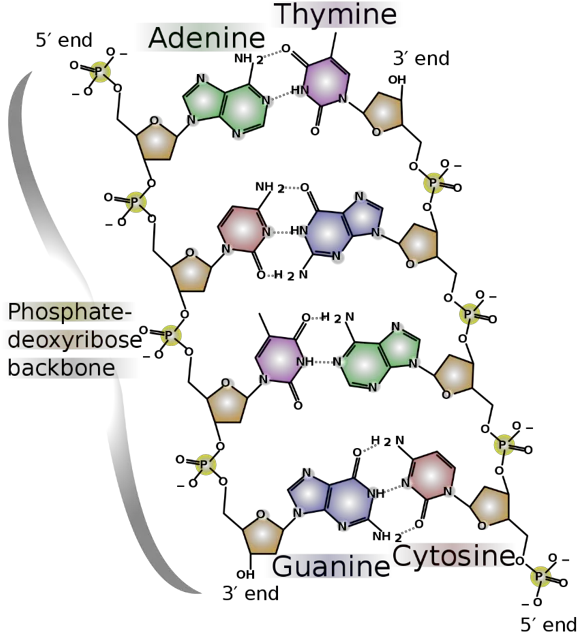  All About Dna Curious Dna Chemical Structure Png Random .org Icon