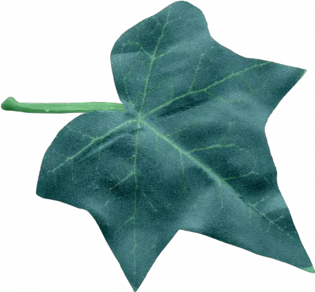  Ivy Leaf Large Graphic Araliaceae Png Ivy Leaf Png