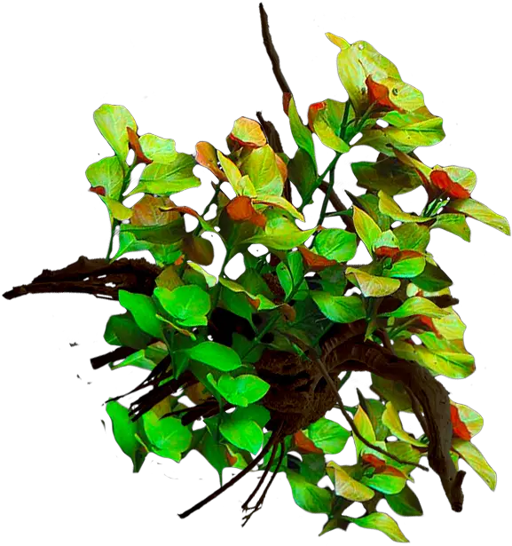  Underwater Plants Png Live Planted Twig 2258703 Vippng Twig Twig Png