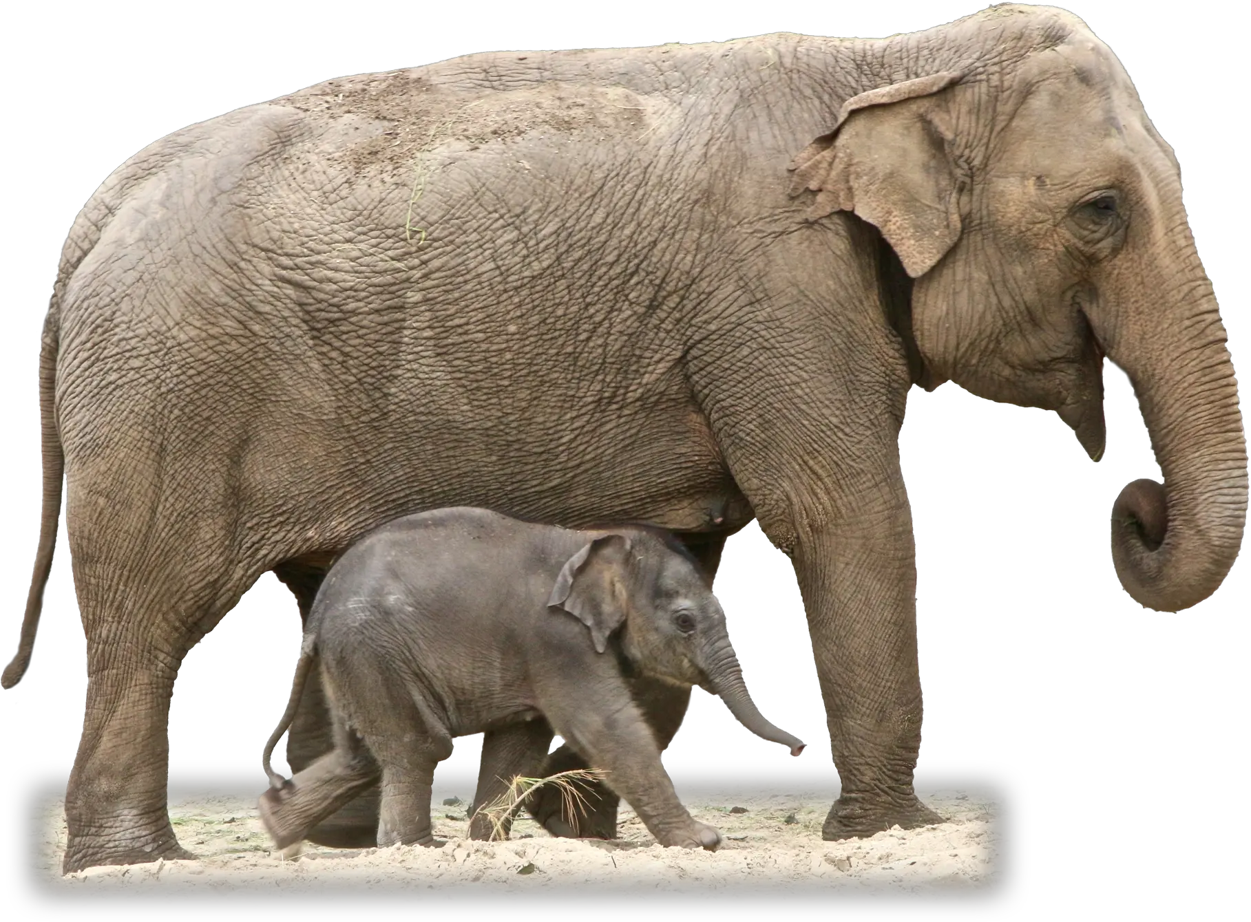  Elephant Png Elephant With Baby Png Circus Elephant Png