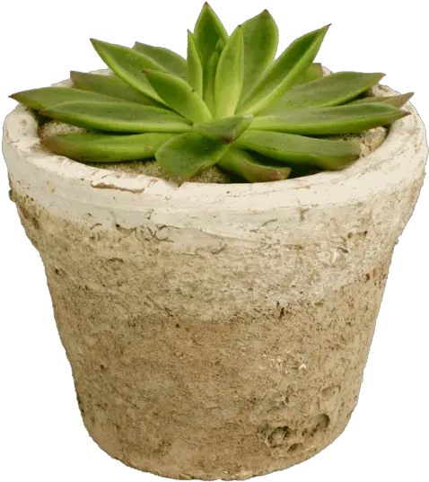  Single Pottedsucculent Potted Succulent Png Succulent Png