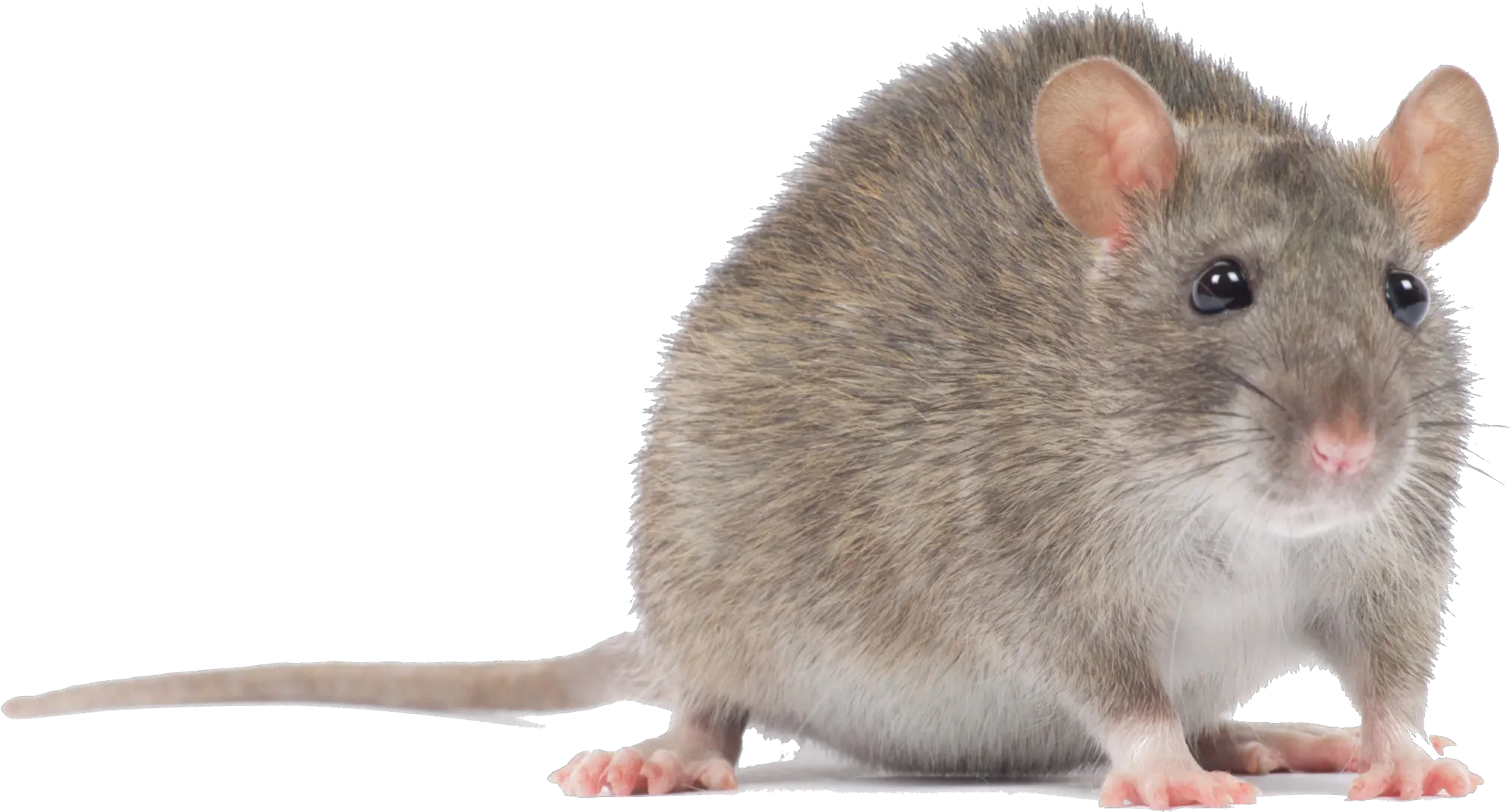  Download Mouse Animal Transparent Mouse Png Mouse Animal Png