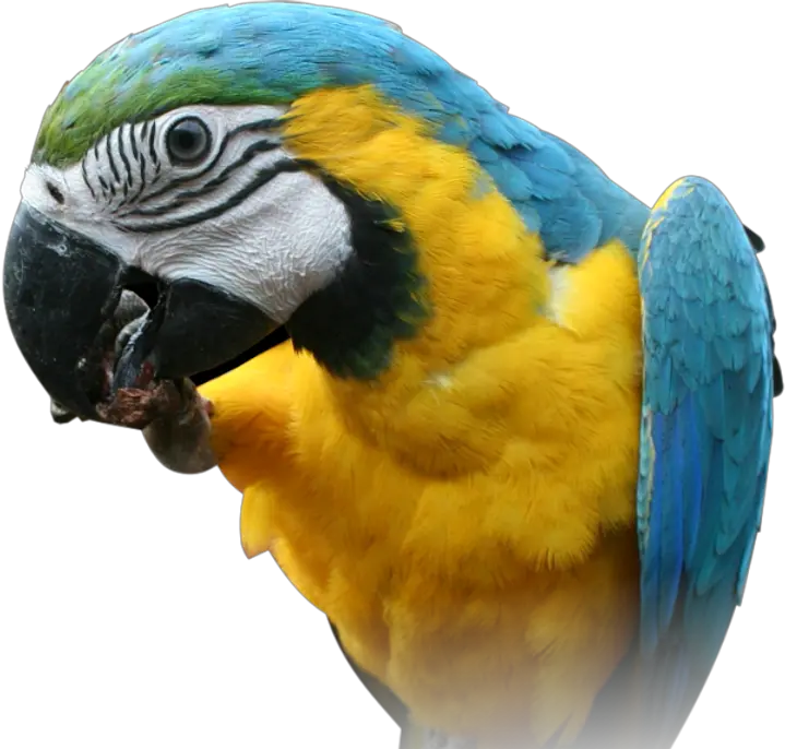  Macaw Parrot Transparent Images Blue And Yellow Macaw Head Png Parrot Transparent