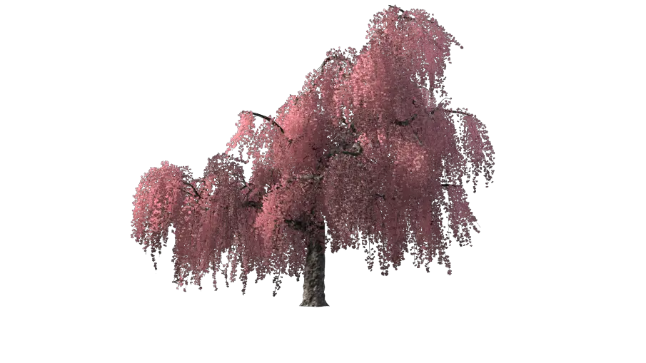  Cherry Blossom Tree Png Cherry Blossom Tree Transparent Cherry Blossom Tree Png Anime Transparent Cherry Blossom