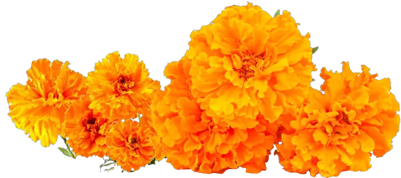  Marigold Oleoresin Tagetes Patula Png Marigold Png