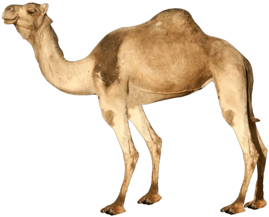  Camel Png 3 Image Transparent Camel Png Camel Png