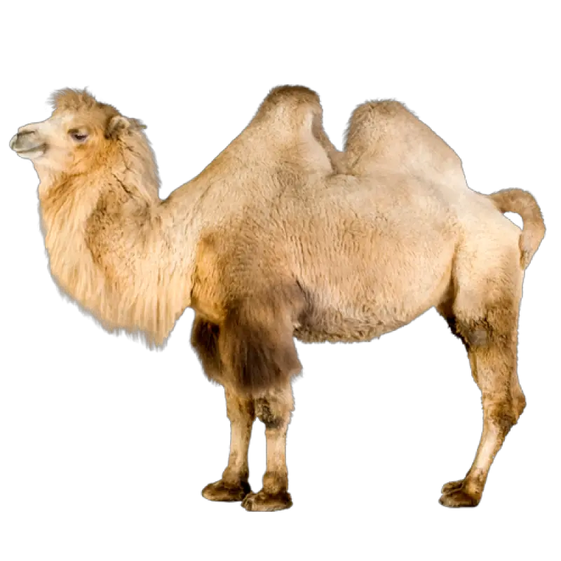  Download Camel Png Image For Free Bactrian Camel White Background Camel Transparent