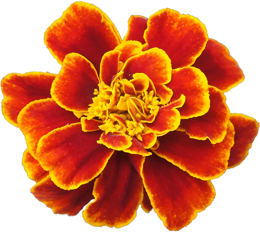  Download Marigold Png Clipart Marigold Flower Drawing Marigold Png