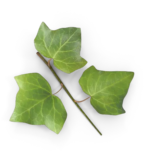  Ivy Leafbackground Dissco Empty Png Ivy Leaf Png