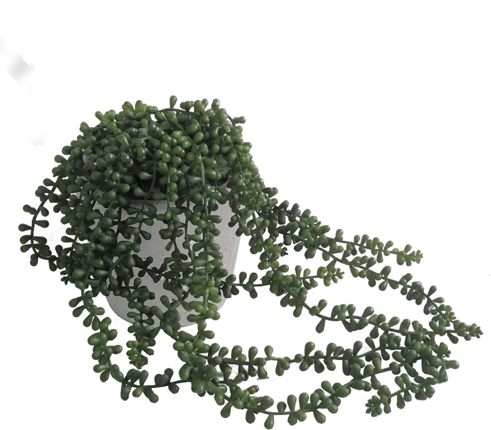  String Of Pearls Png String Of Pearls Plant Png String Of Pearls Png