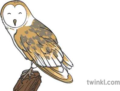  Barn Owl Bird Animal Woodland Farm Usa Ks1 Illustration Twinkl Barn Owl Png Barn Owl Png