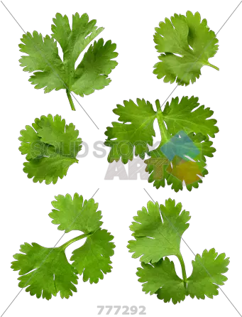  Cilantro Leaves Isolated Cilantro Leaf On Transparent Background Png Cilantro Png