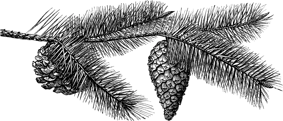  Black And White Pine Cone Sketch Pine Cone Png Pine Cone Png