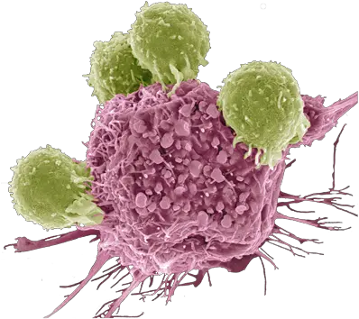  T Cells Attacking A Cancer Cell Sem Of B Lymphocyte Full T Cell Electron Microscope Png Cell Png