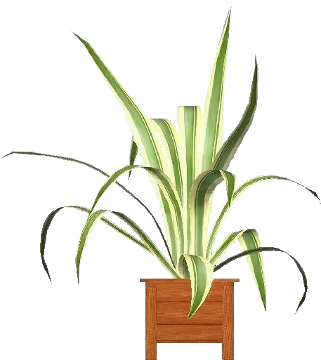  3d Flowers Agave Americana Marginata Acca Software Houseplant Png Agave Png