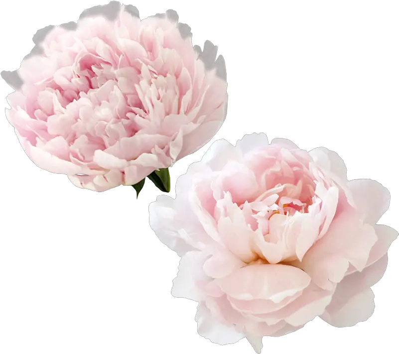  Peonies Png Transparent Image Peony Flower Png Peonies Png