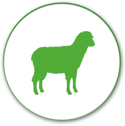  Sheep Pancosma Animal Feed Png Sheep Png