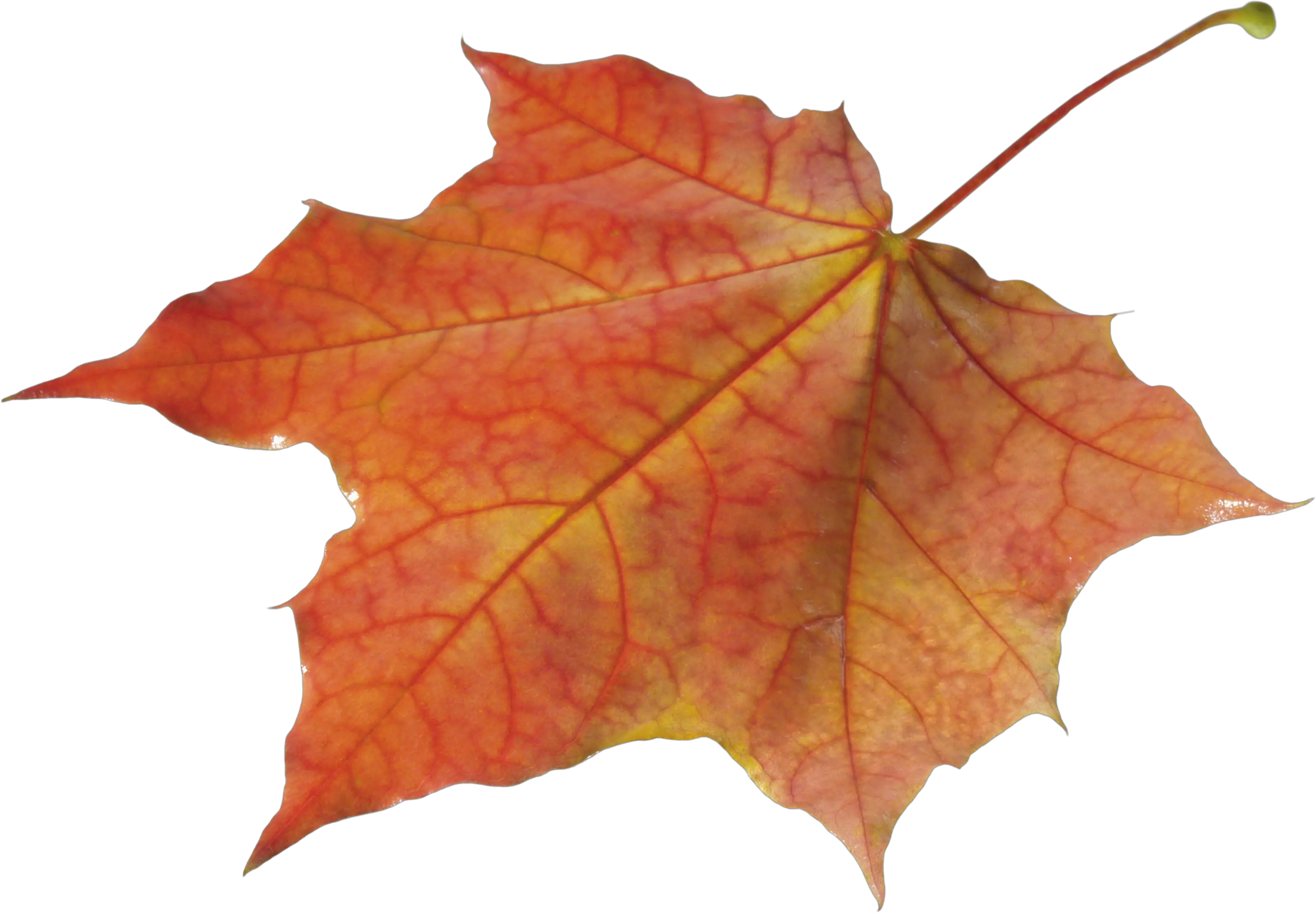  Autumn Leaves Solo Left Transparent Png Autumn Leave Png Autumn Leaves Png