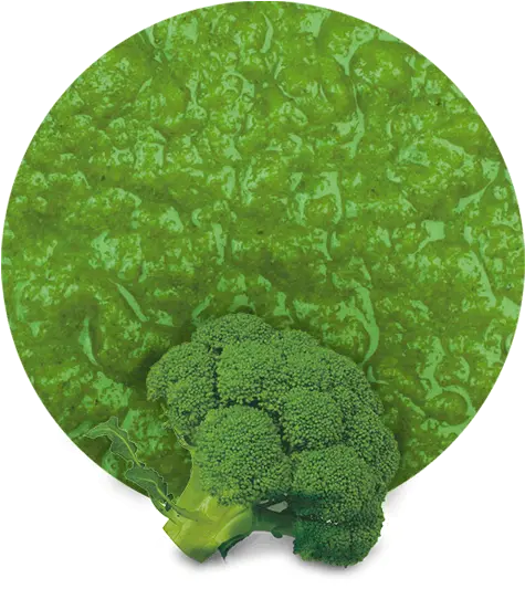  Broccoli Puree Manufacturer And Supplier Lemonconcentrate Broccoli Png Broccoli Transparent