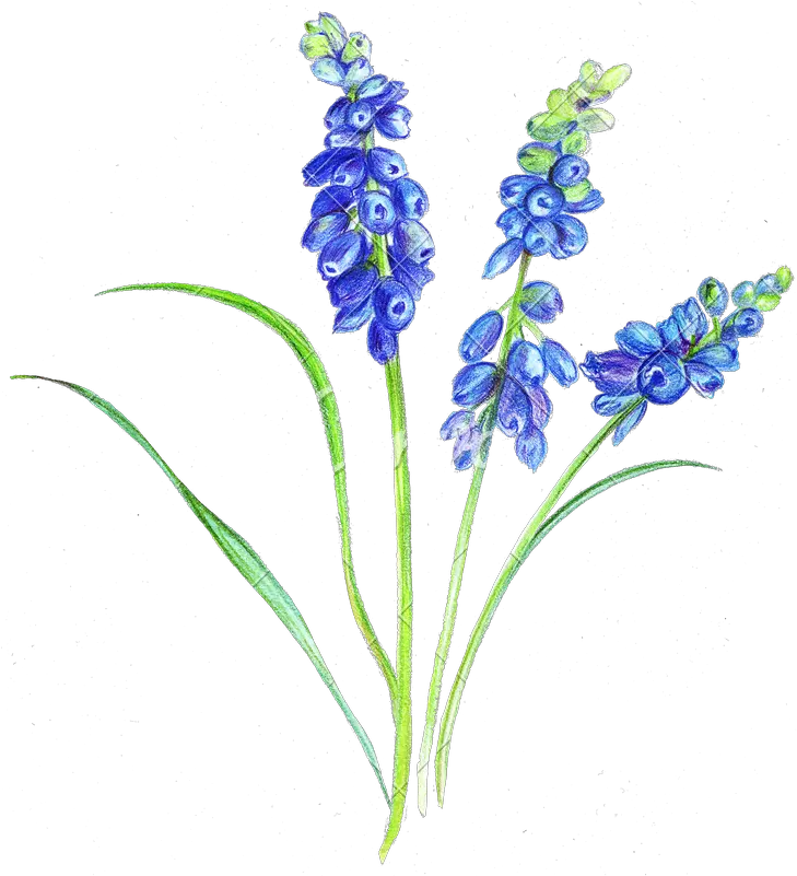  Lavender Plant Drawing Free Download Flowers With Colour Pencil Png Lavender Png