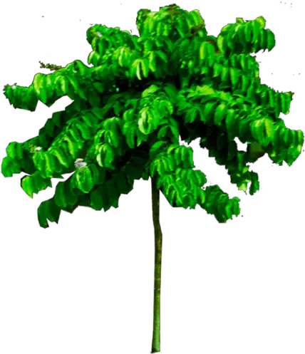  Free Download Tropical Png Tree Image High Quality