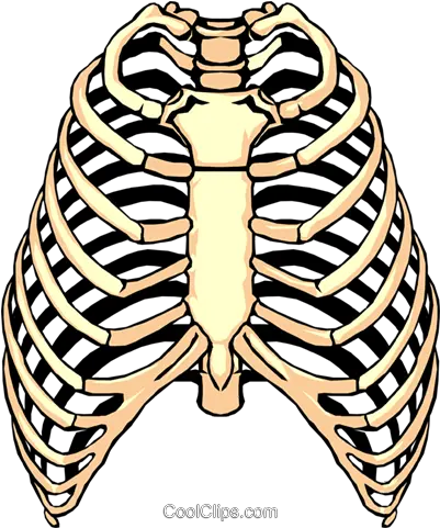  Download Rib Cage Png Clipart Free Transparent Png Images Rib Cage Clipart Cage Transparent Background