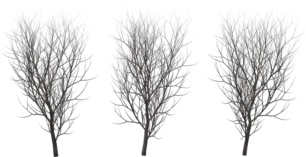  Tree In Winter 666 Png