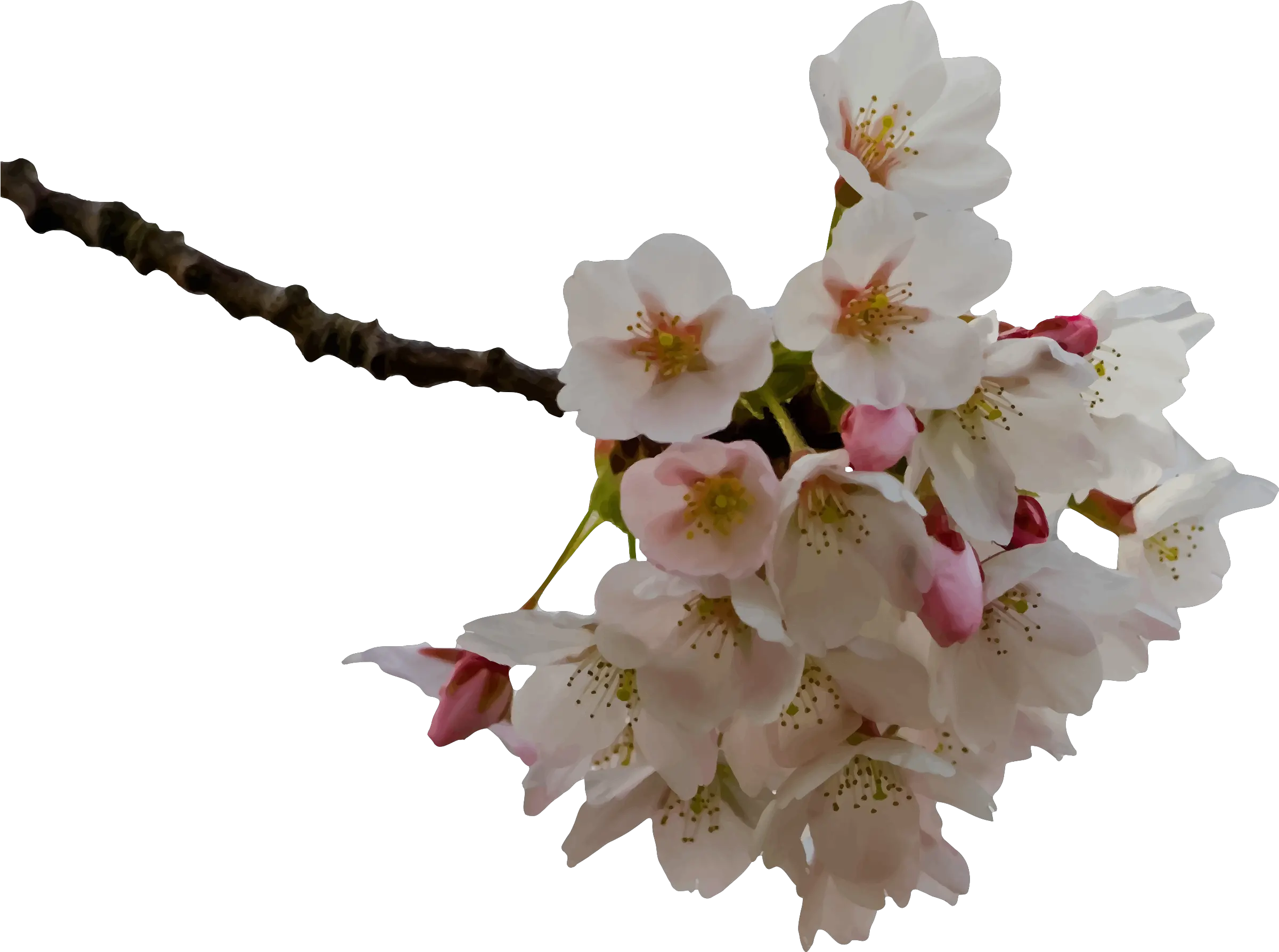  Png V Cherry Blossom Prunus Png Cherry Blossom Branch Png