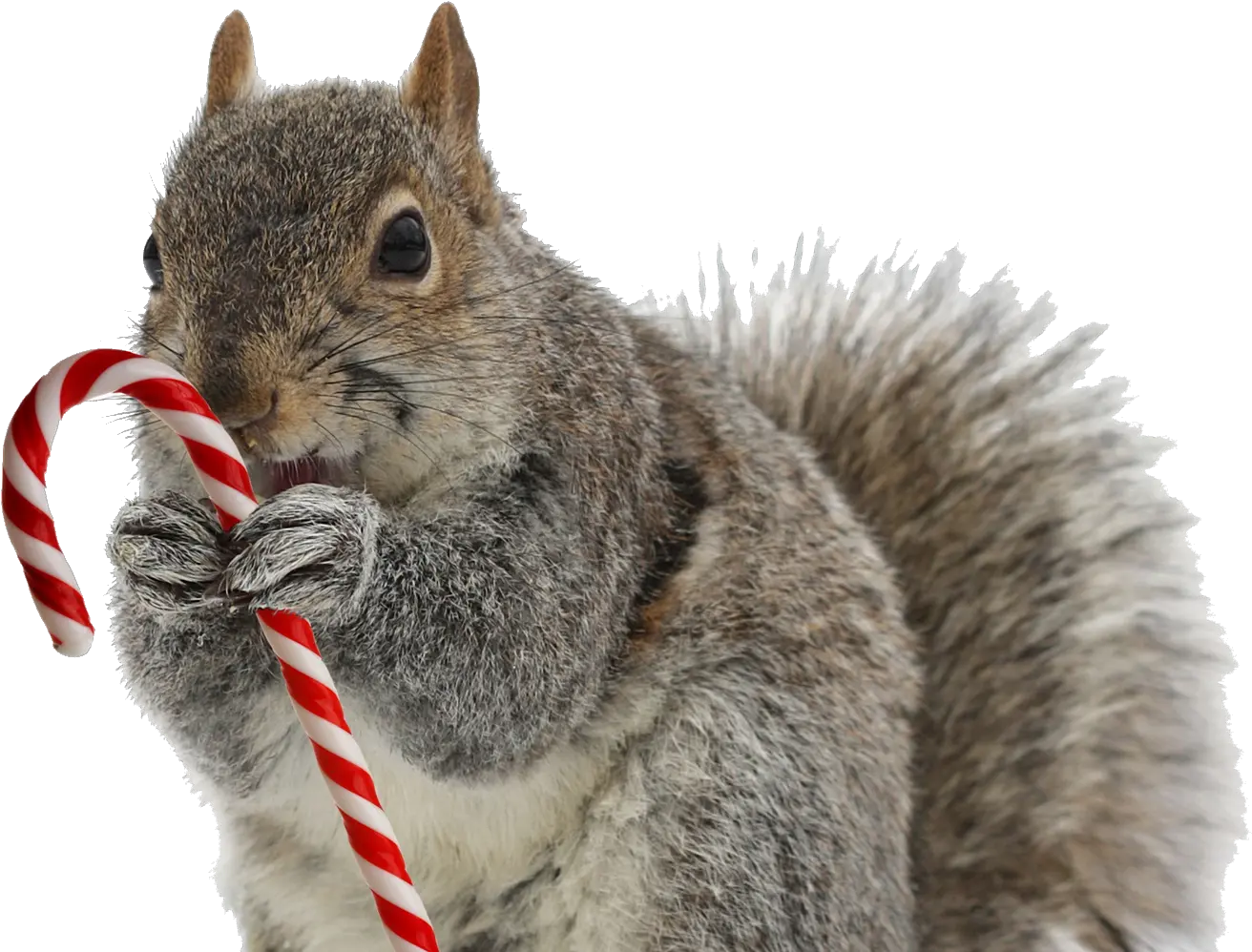  Squirrel Png Transparent Image Squirrel With Candy Cane Squirrel Transparent Background