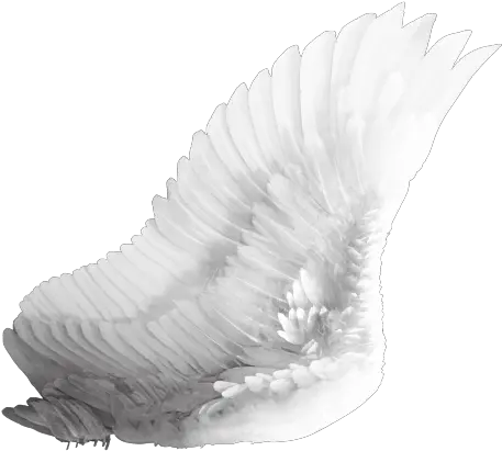  Download Free Png Wings Transparent Image Dlpngcom Side View Angel Wings Png Wings Png Transparent