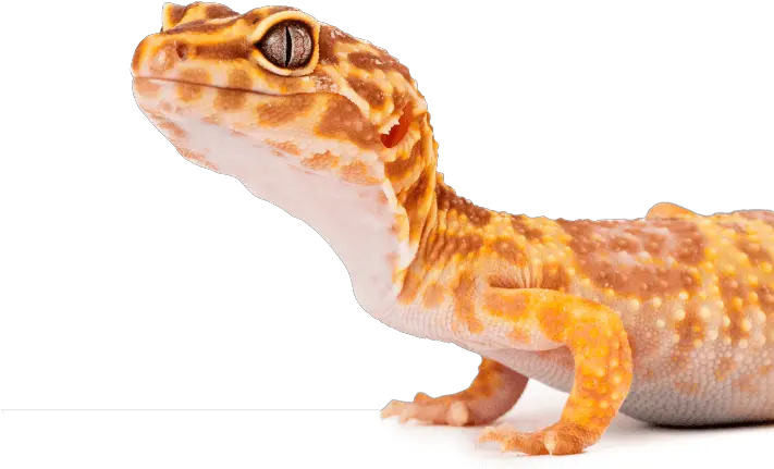  Skink Crested And Leopard Geckos Substrates Reptichip Leopard Gecko From Side Png Leopard Gecko Png