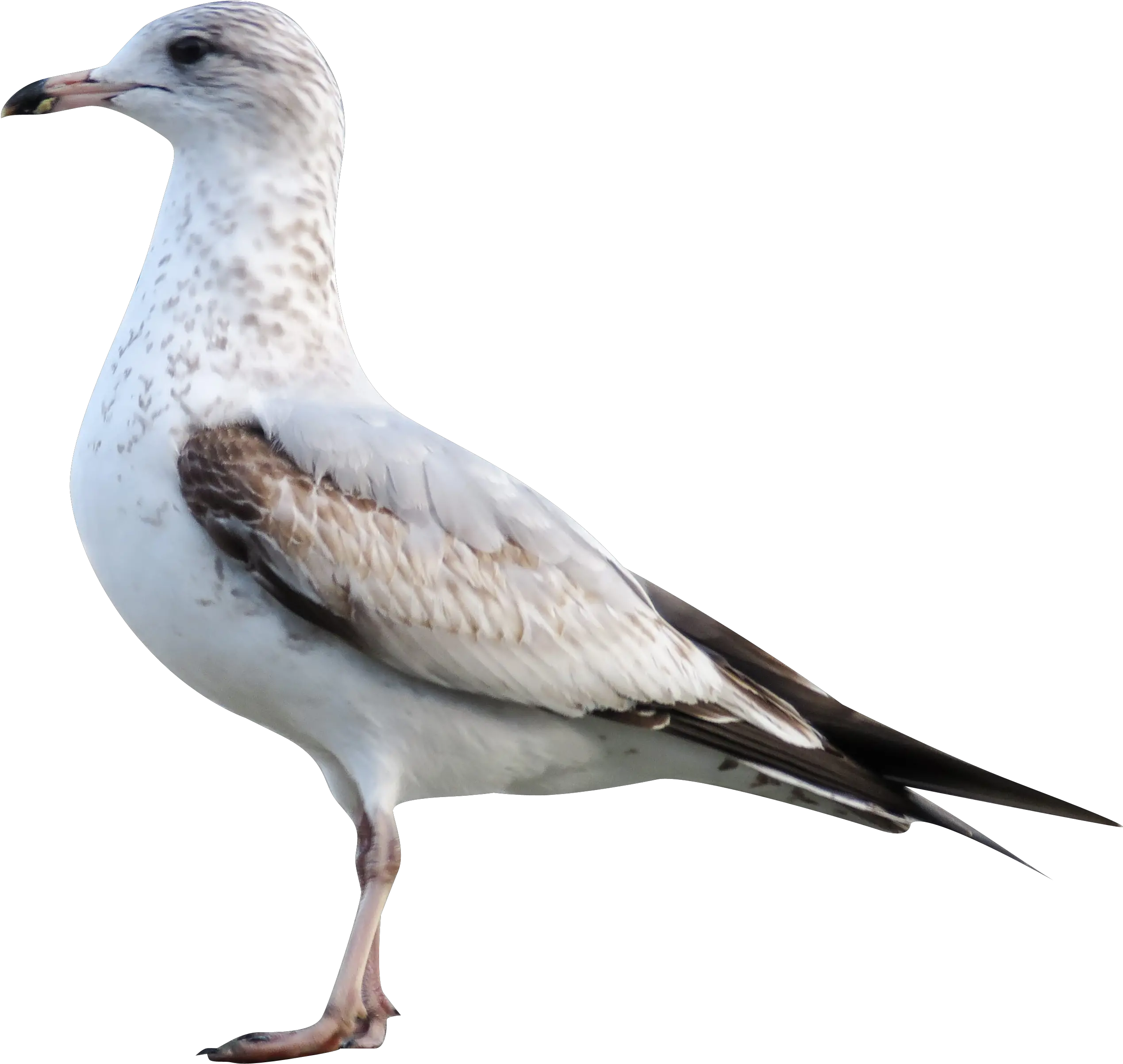  White Sea Gull Transparent Background European Herring Gull Png Dove Transparent Background