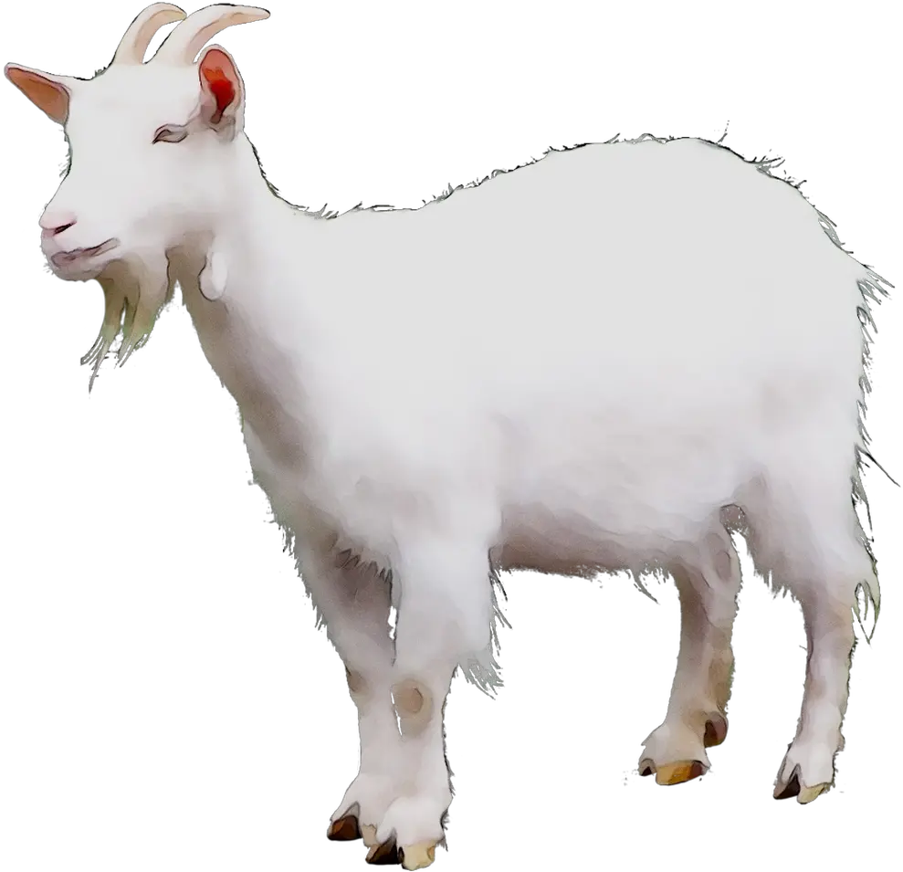  Mountain Goat Sheep Cattle Terrestrial Mountain Goat No Background Png Goat Transparent Background